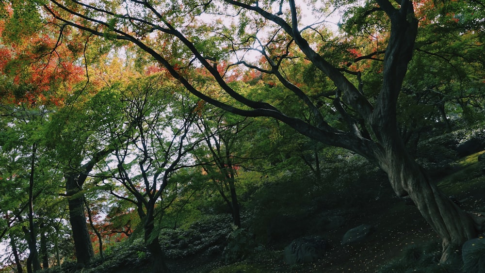 green and brown trees during daytime