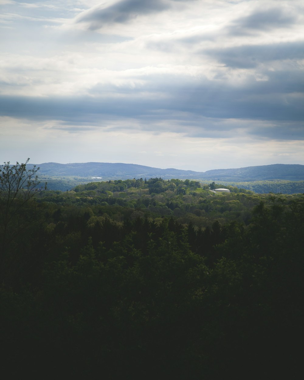 green trees under white clouds during daytime