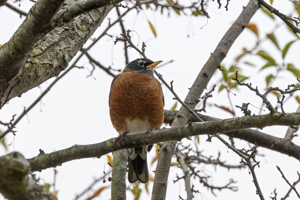 brown and black bird on tree branch during daytime