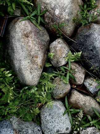 A peaceful outdoor space with lush green plants and stones.