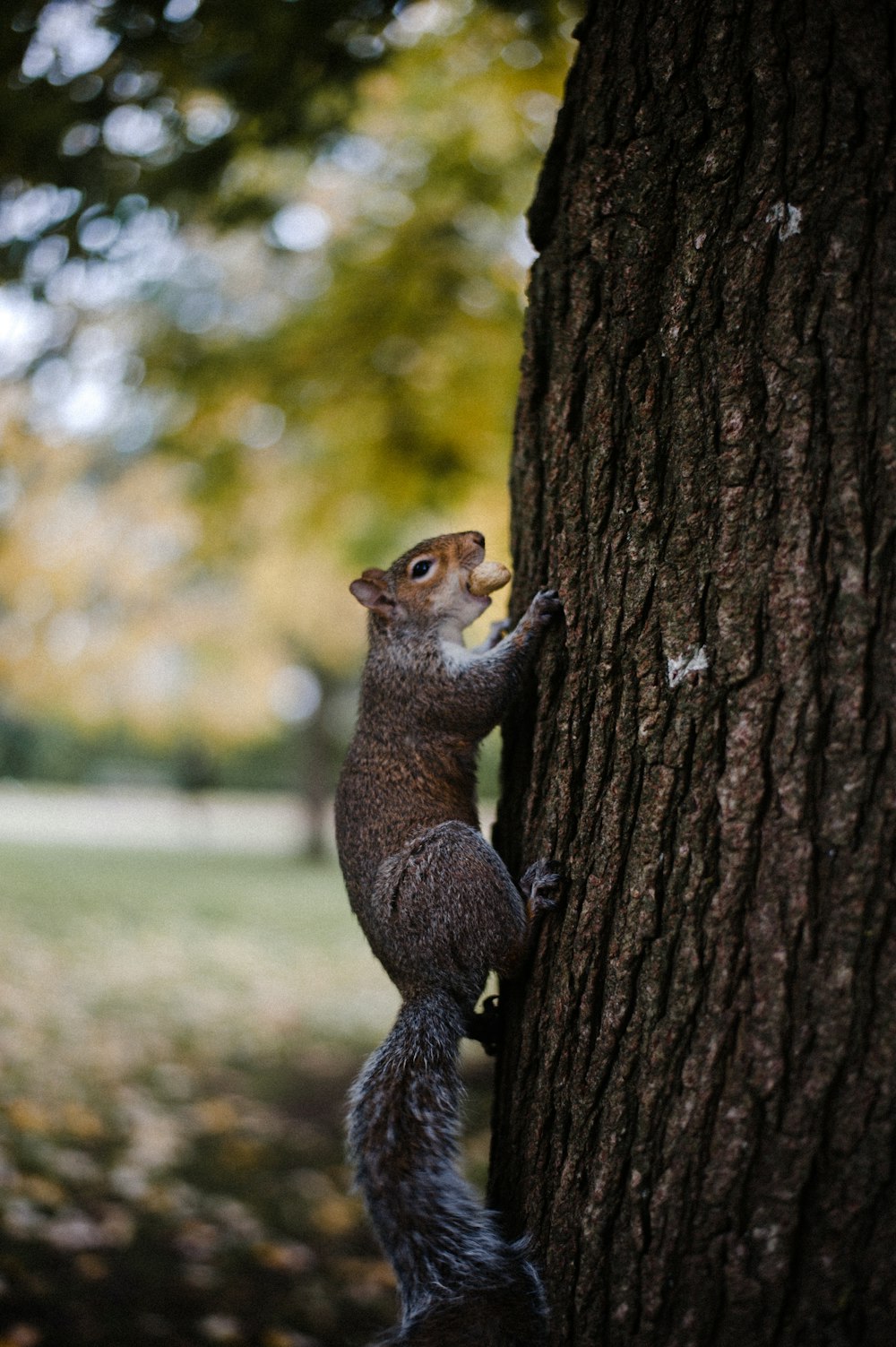 brown squirrel on brown tree trunk during daytime