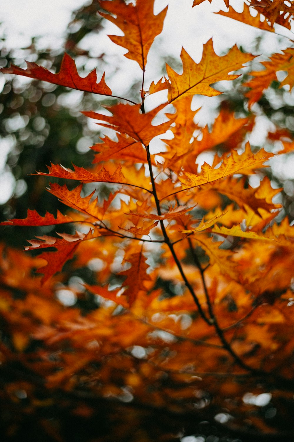 brown maple leaves in tilt shift lens