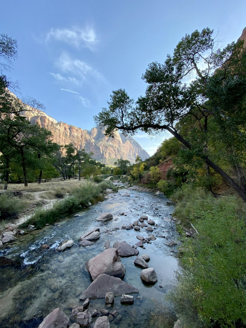 green trees beside river during daytime