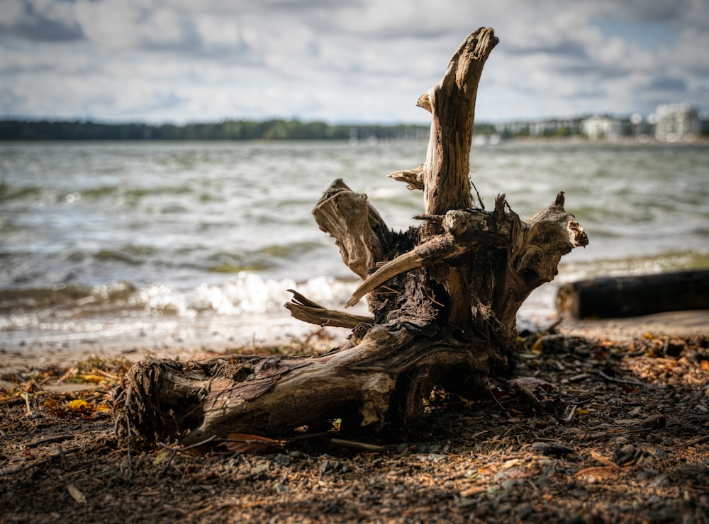 brown wood log on brown sand near body of water during daytime