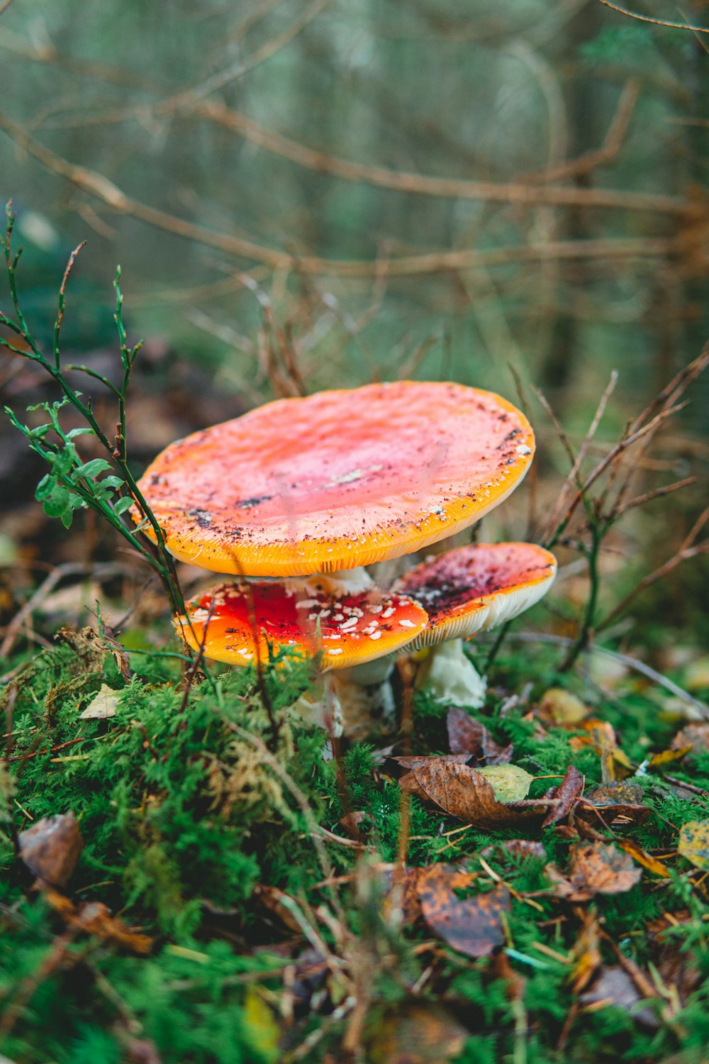 fungo rosso e bianco nella foresta