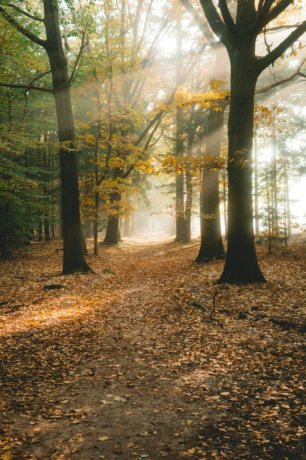 green trees on brown leaves during daytime