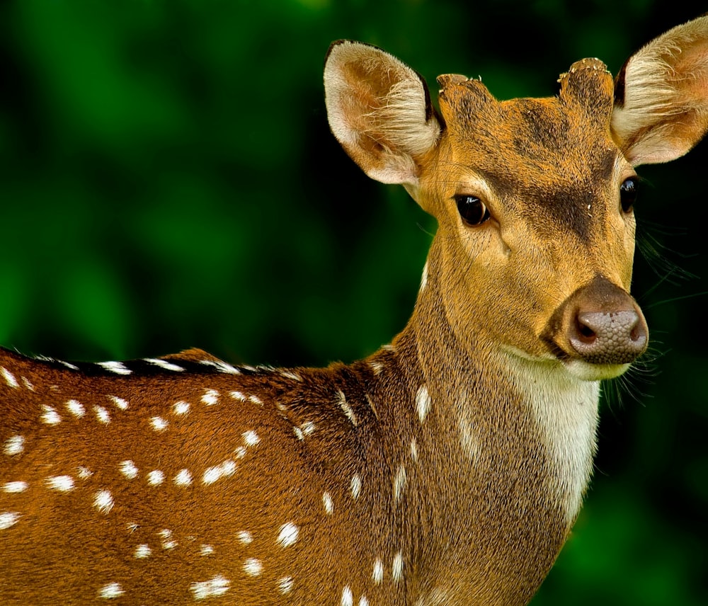 brown and white giraffe in close up photography