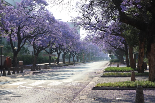 Best Time to Visit Pretoria: Ideal Weather for Exploring