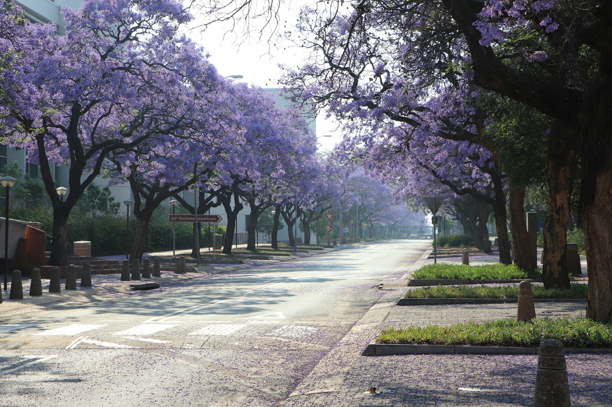 Pretoria's Cultural Treasures: History, Customs, Festivals