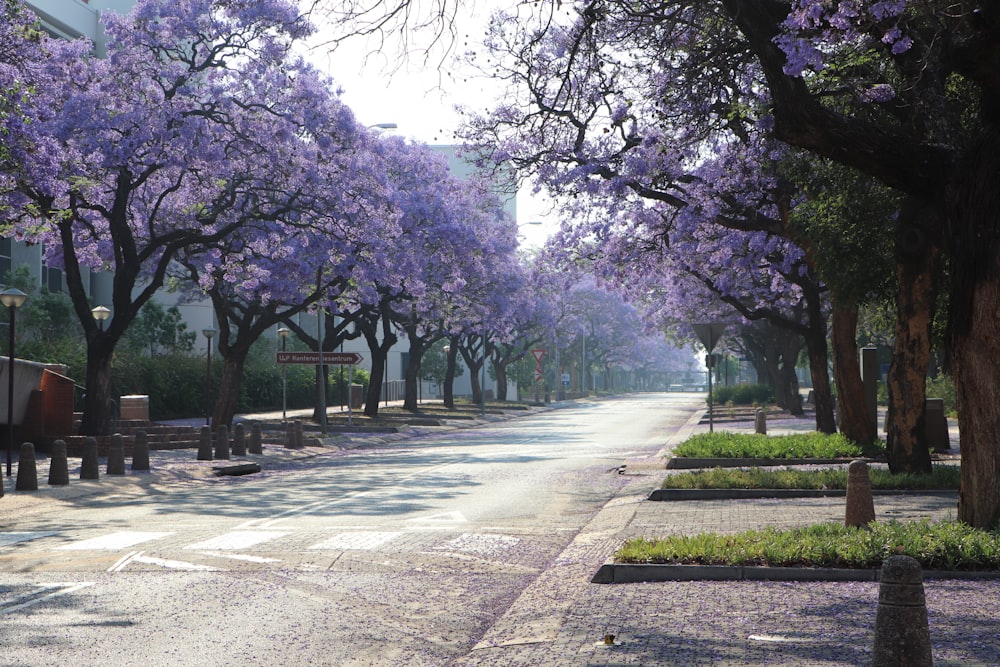 日中の木々の間の灰色のコンクリート道路