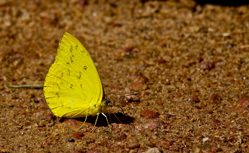 yellow butterfly on brown soil