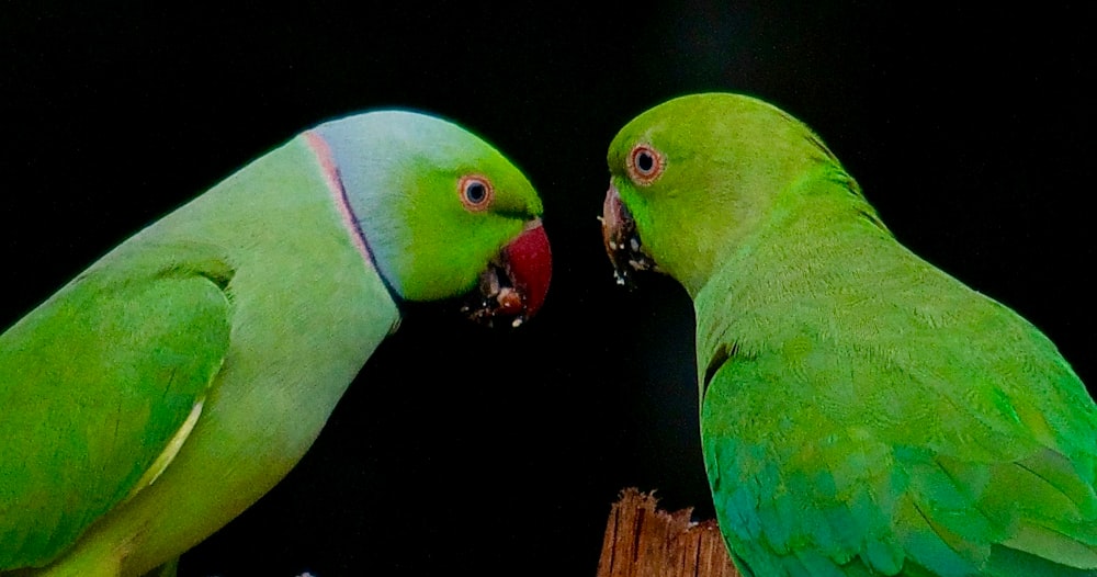 green and yellow bird on brown wooden stick