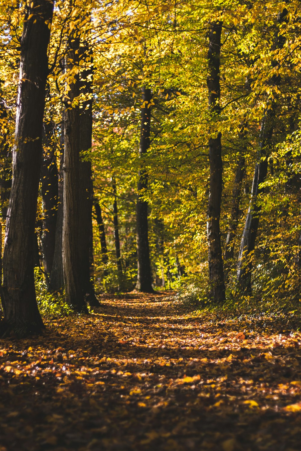 brown and green trees during daytime