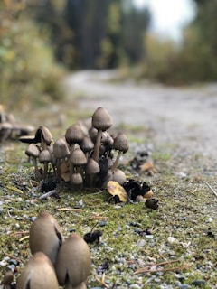 A serene moment capturing the eight principles inscribed on a wooden board surrounded by mushrooms.