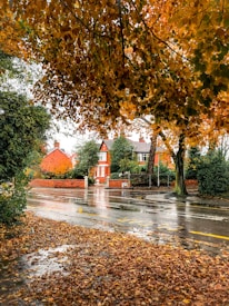 Autumn leaves in vibrant shades of orange and yellow hang from trees, lining a quiet, reflective wet street. A red-brick house with white trims is partially obscured by trees and shrubs, complementing the autumnal scene. The ground is covered with damp leaves, and the sky is overcast, suggesting a recent rainfall.