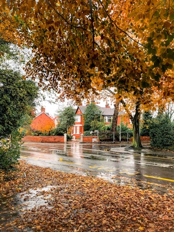 Autumn leaves in vibrant shades of orange and yellow hang from trees, lining a quiet, reflective wet street. A red-brick house with white trims is partially obscured by trees and shrubs, complementing the autumnal scene. The ground is covered with damp leaves, and the sky is overcast, suggesting a recent rainfall.