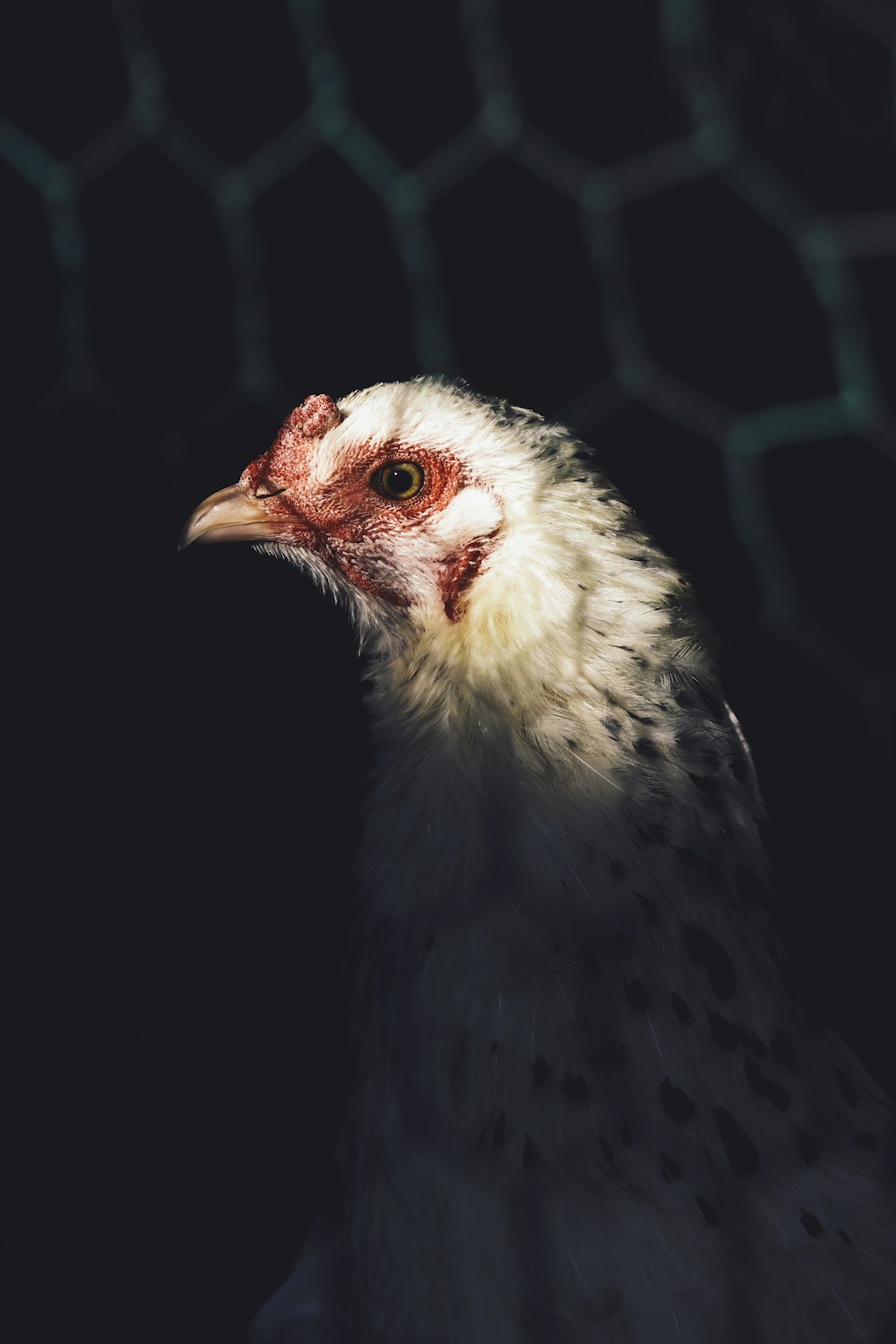 white and black chick in close up photography