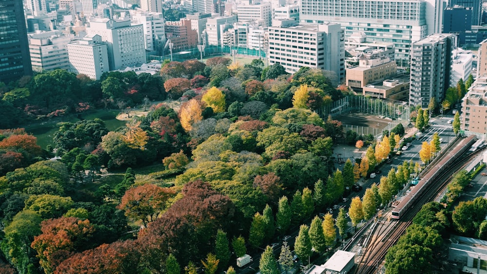 green and brown trees near city buildings during daytime