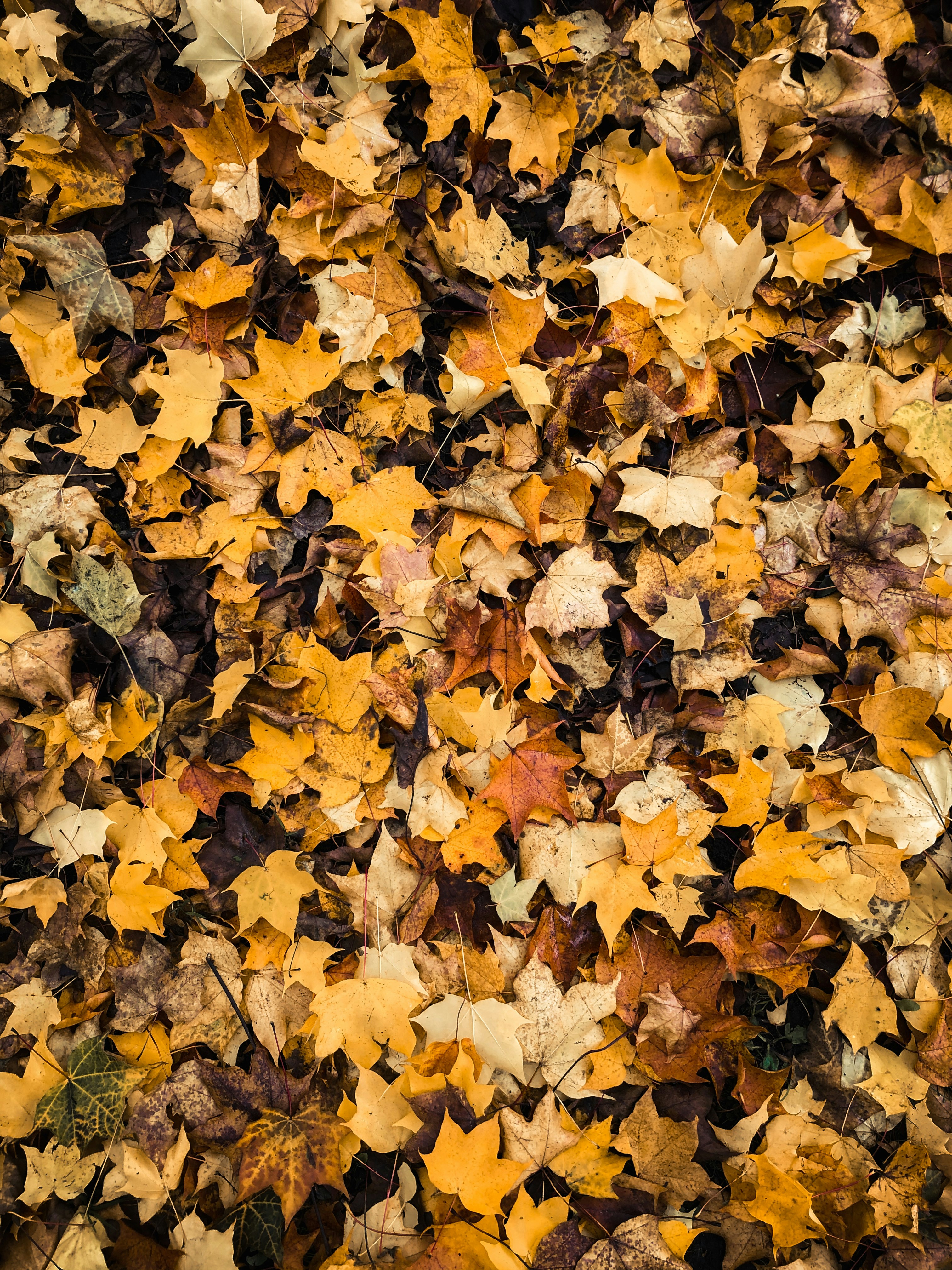 Choose from a curated selection of autumn wallpapers for your mobile and desktop screens. Always free on Unsplash.