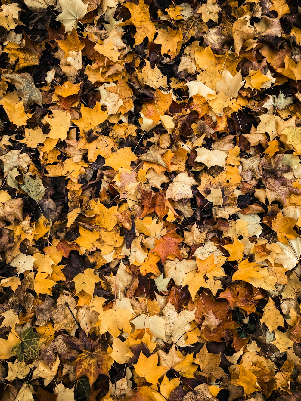 yellow and brown leaves on ground