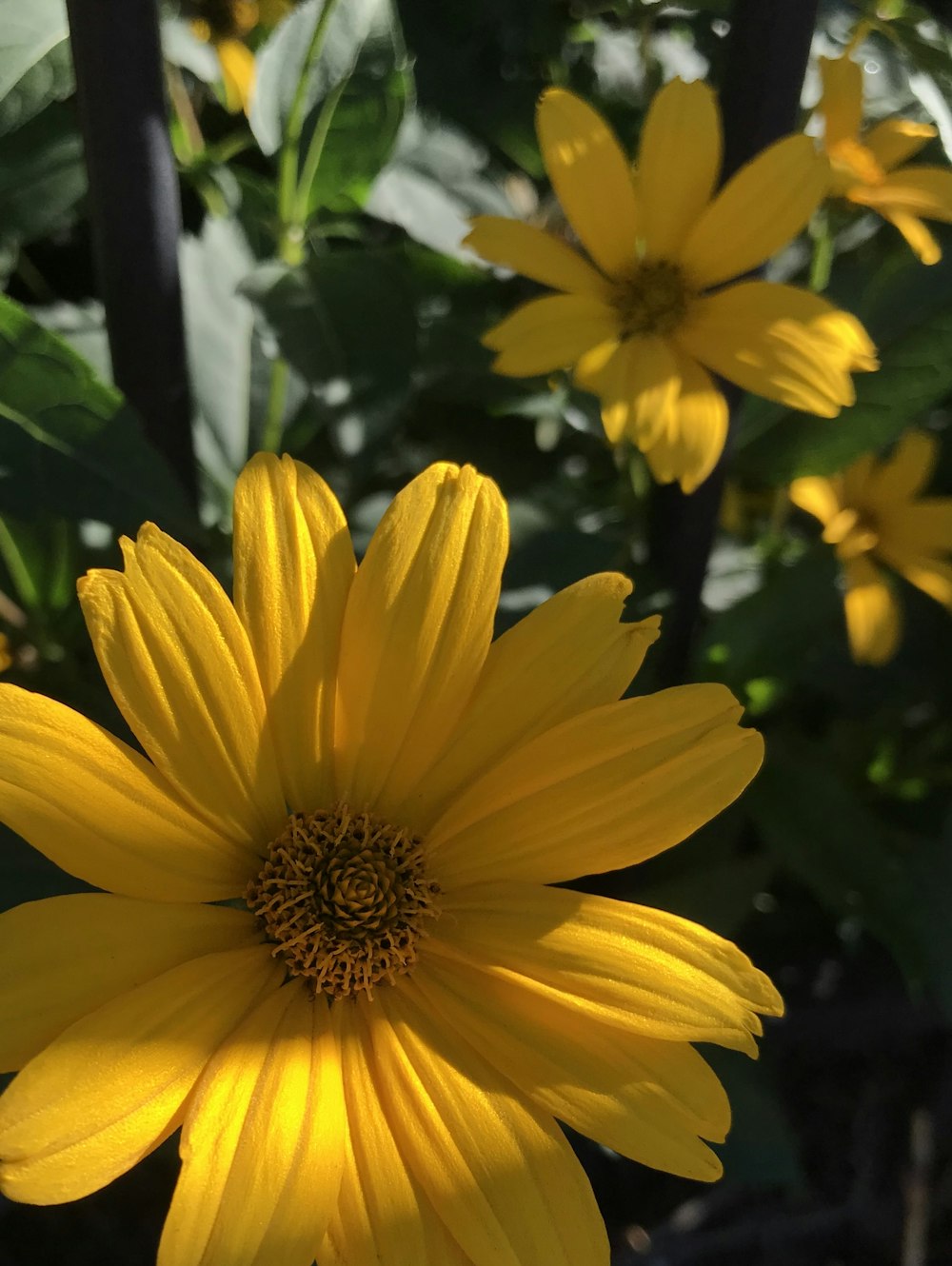 yellow flower in tilt shift lens