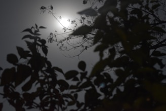 A serene image of a moonlit night sky with soft sage leaves glowing gently in the foreground.