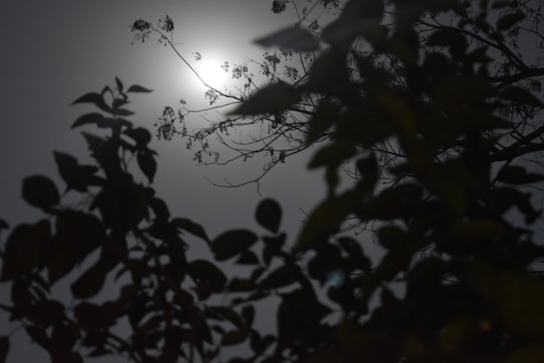A serene image of a moonlit night sky with soft sage leaves glowing gently in the foreground.