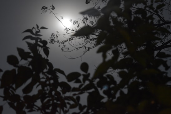 A serene image of a peaceful moonlit night with sage leaves gently glowing under soft starlight.