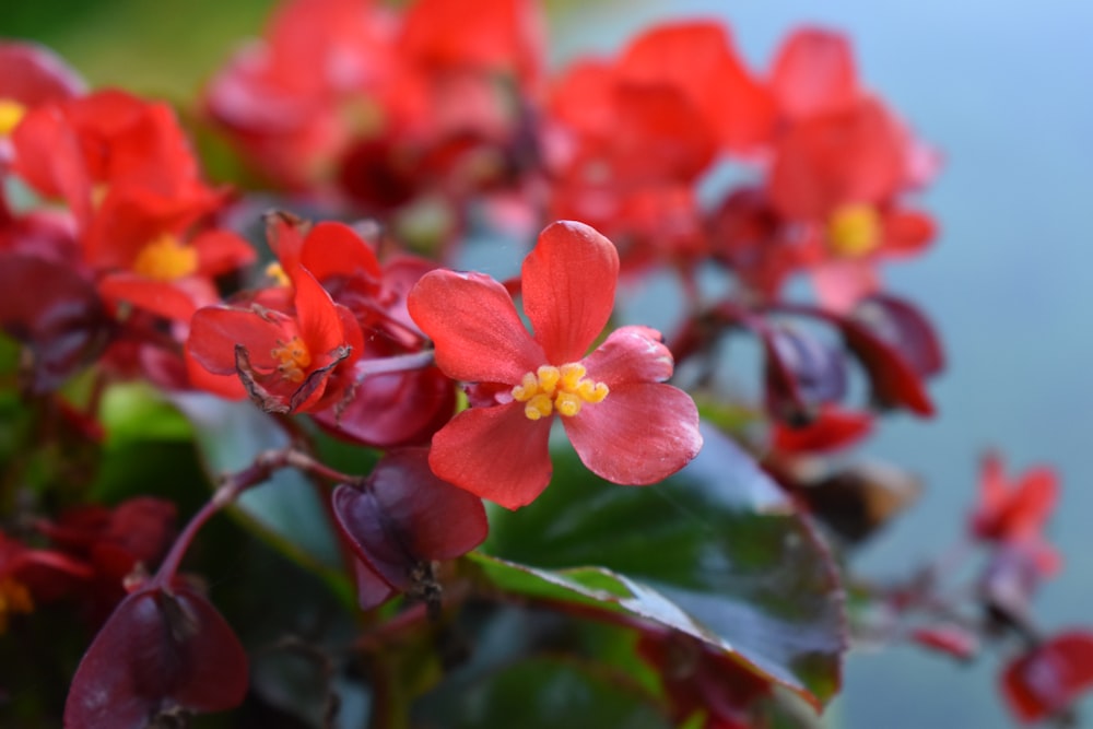 red and yellow flower in tilt shift lens