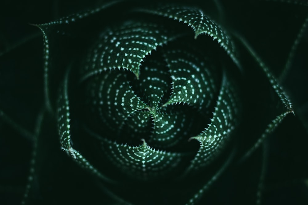 green and white light illustration