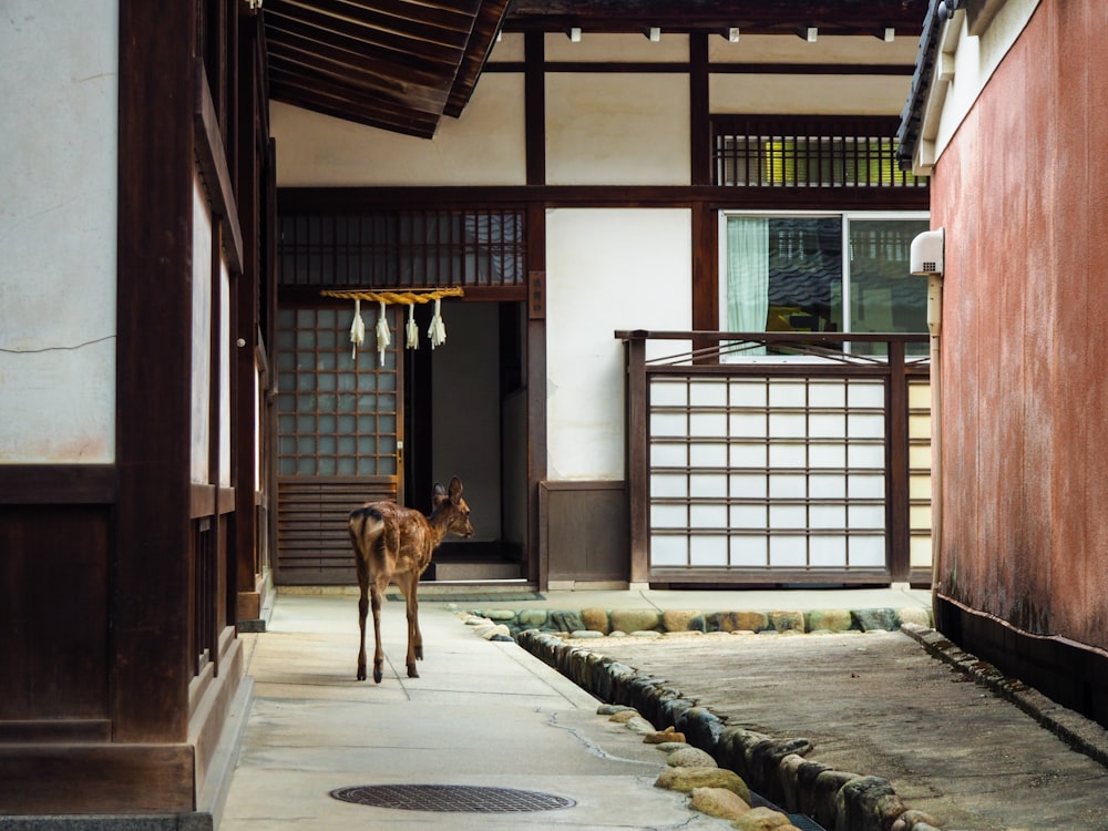 brown short coated dog walking on hallway during daytime