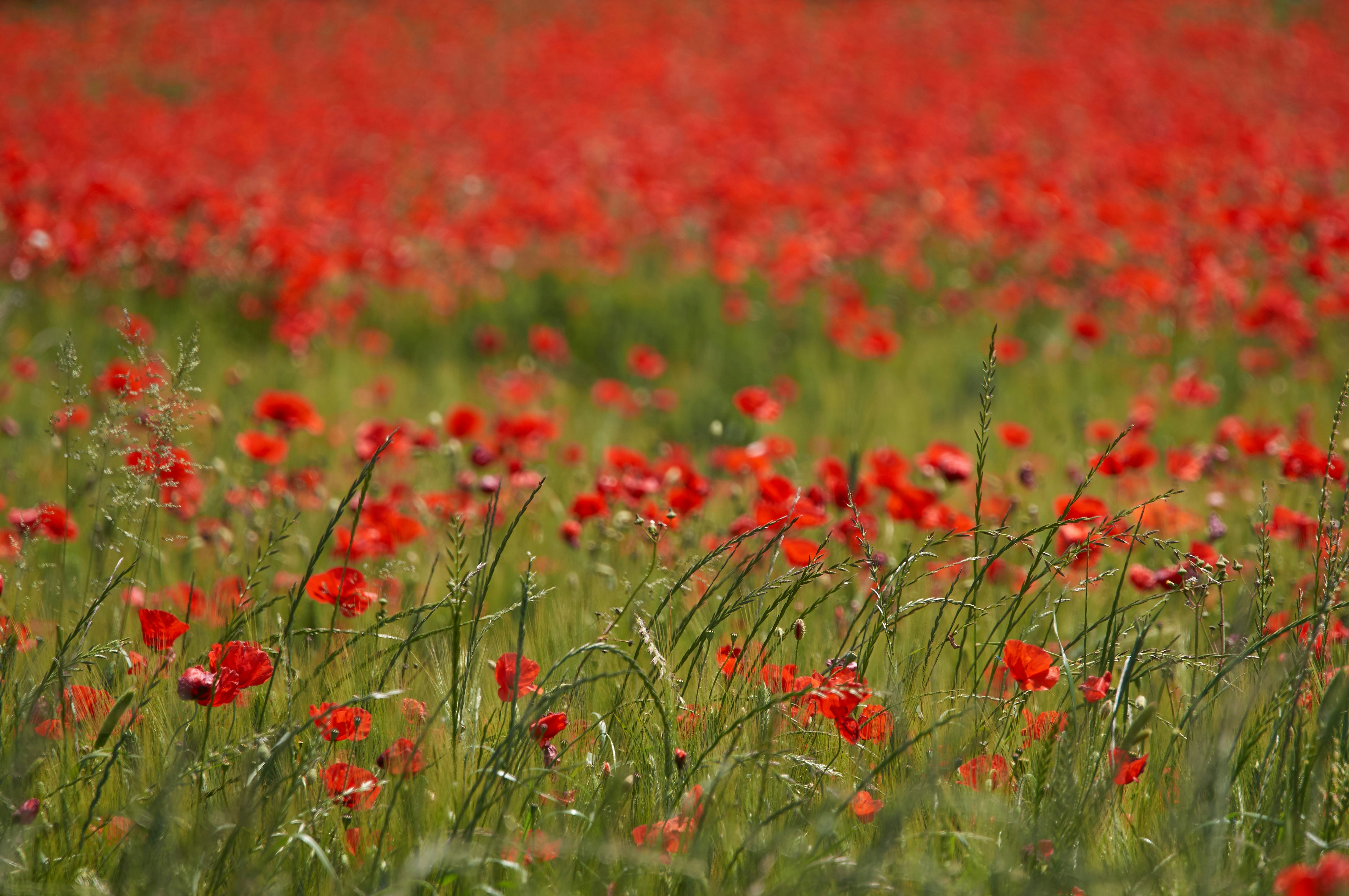 Photo by wolfgang_hasselmann