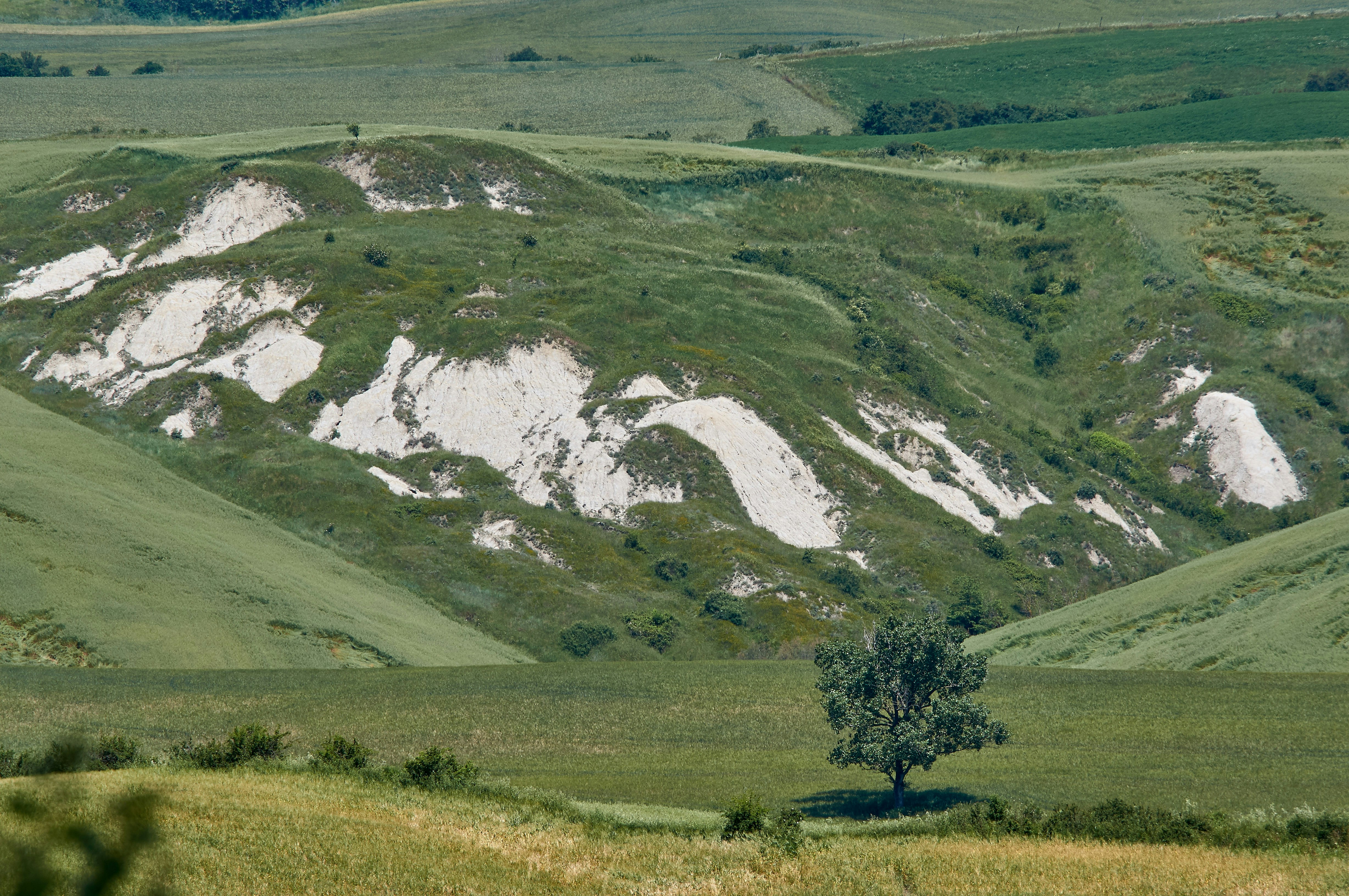 Photo by wolfgang_hasselmann