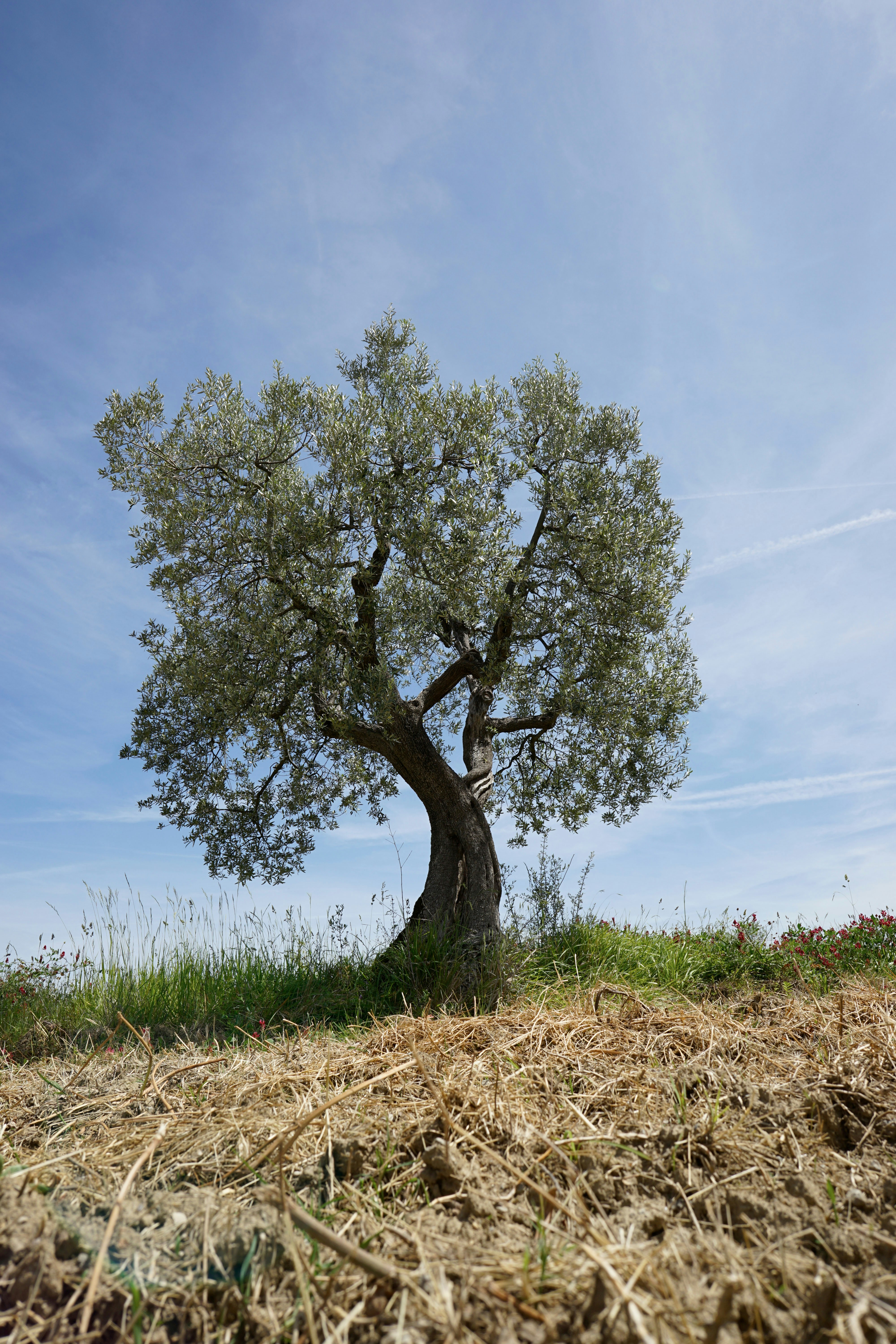 Photo by wolfgang_hasselmann