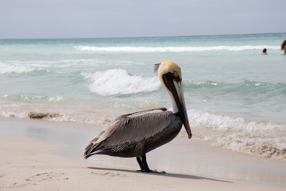 pelican on beach during daytime