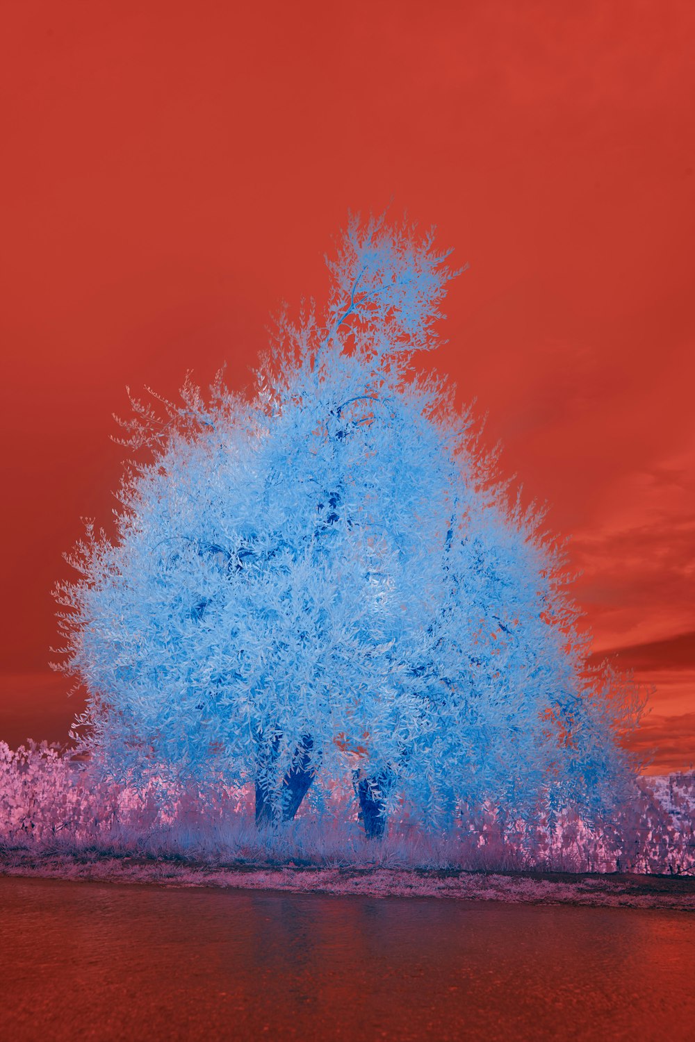 brown tree on green grass field under blue sky during daytime