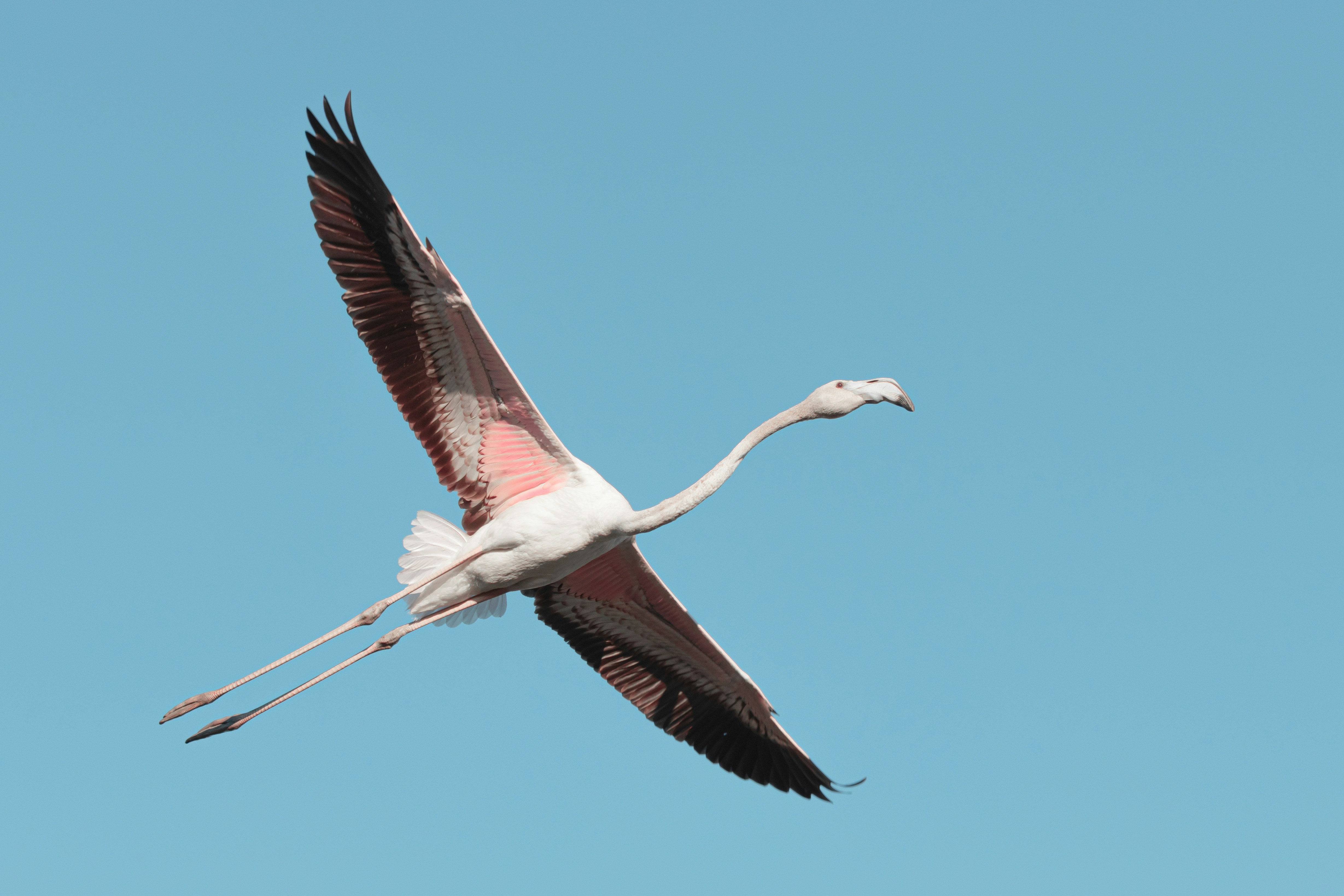 white and black bird flying under blue sky during daytime
