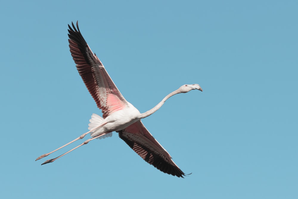 white and black bird flying under blue sky during daytime