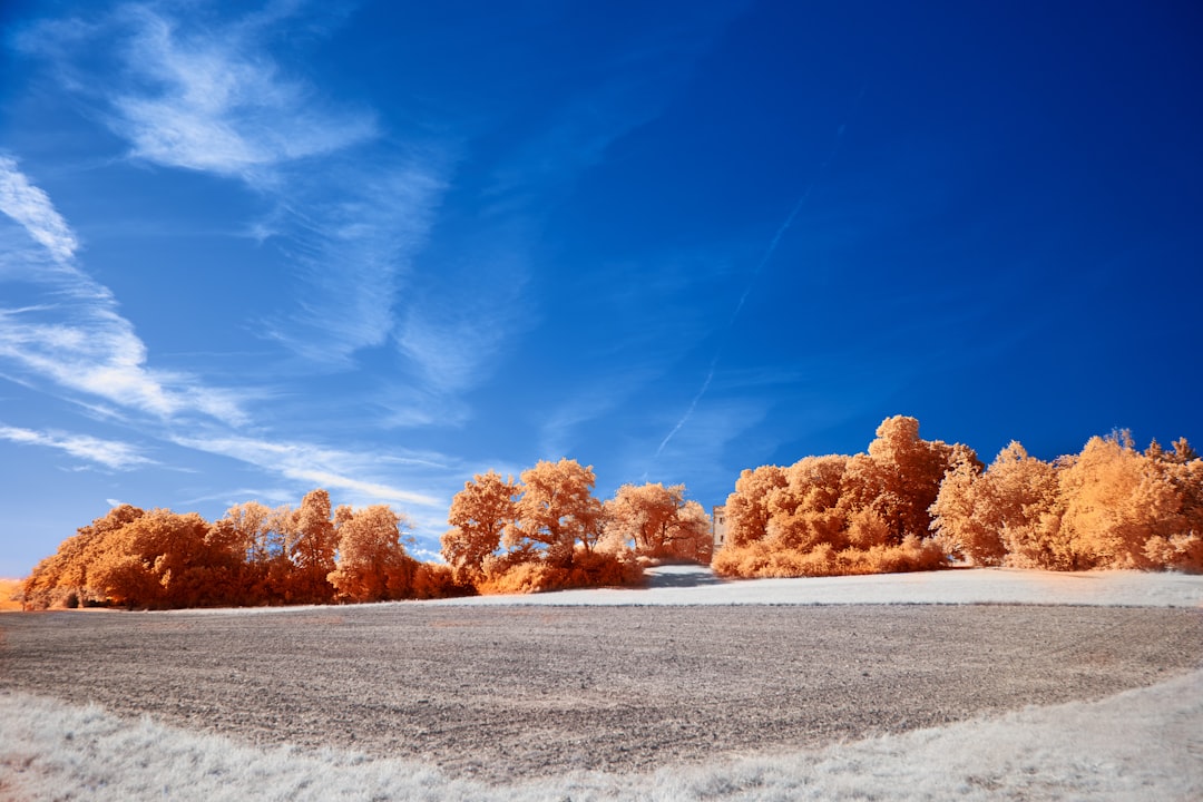 brown trees on snow covered ground under blue sky during daytime