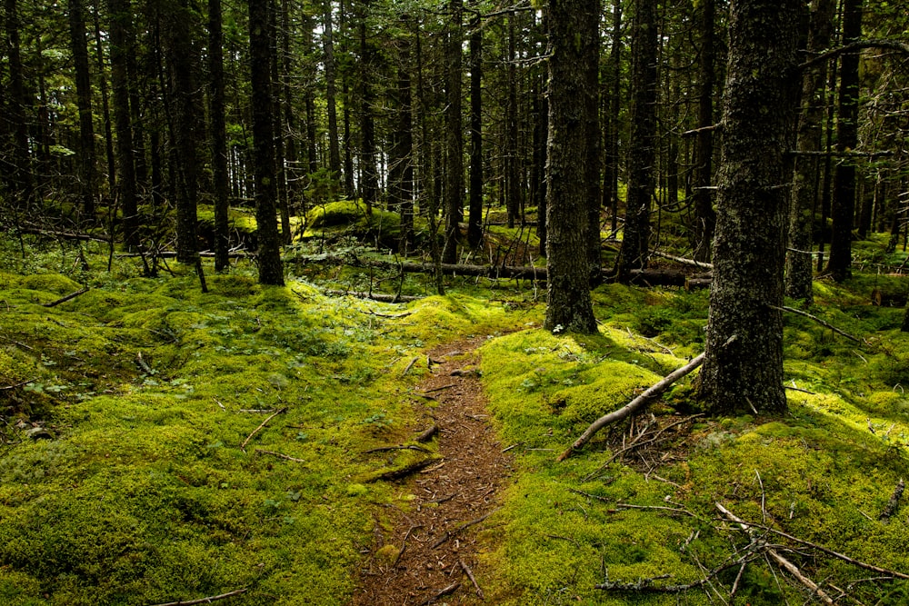 green grass and brown trees