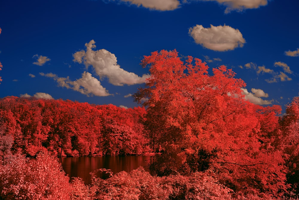 red leaf trees near river under blue sky and white clouds during daytime