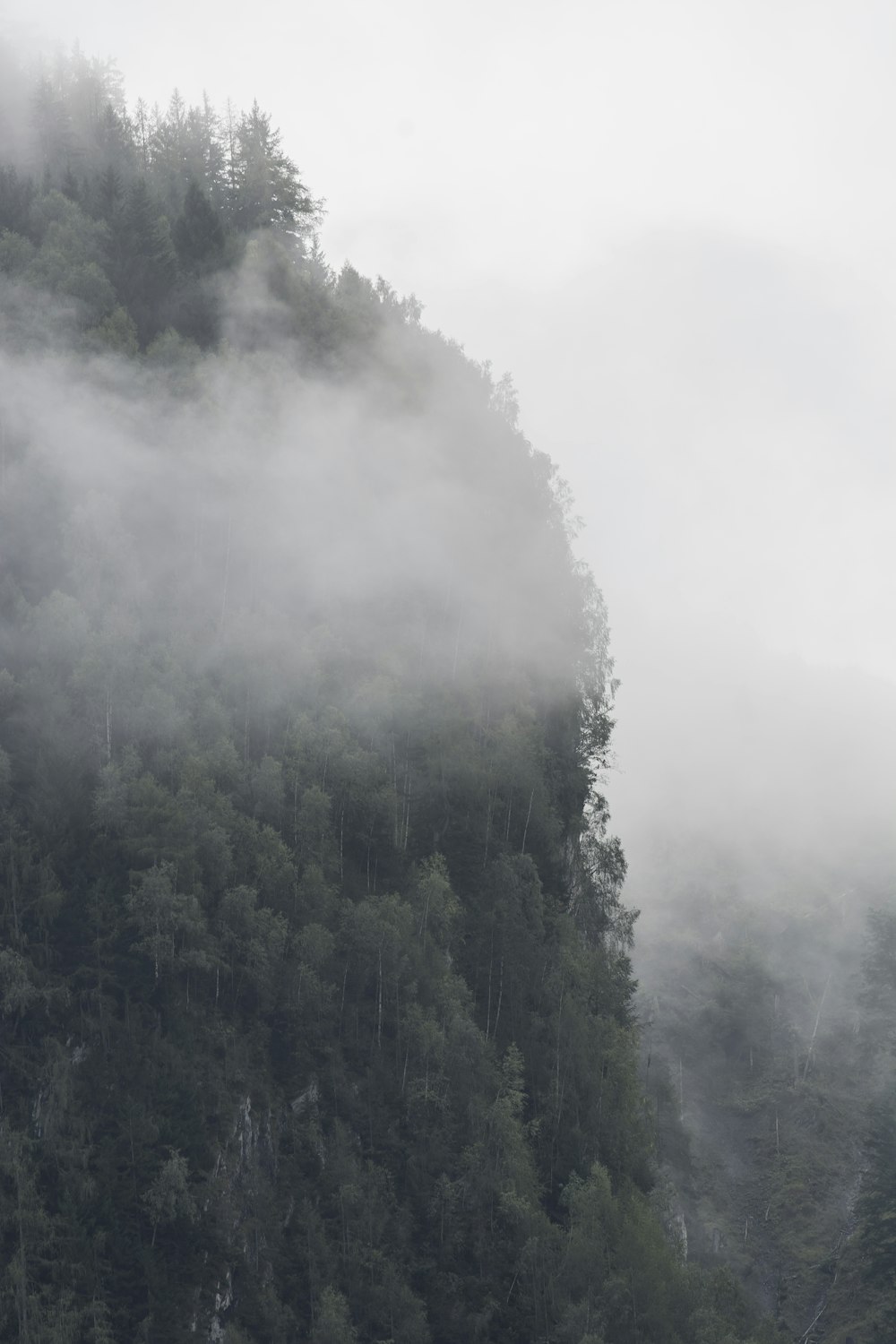 green trees covered with fog