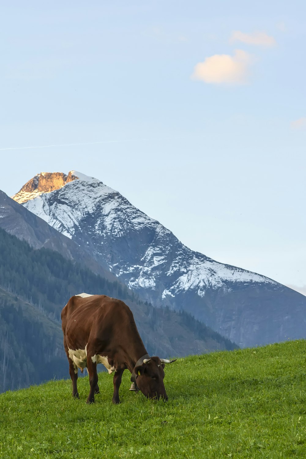 Vaca marrón en el campo de hierba verde cerca de la montaña cubierta de nieve durante el día