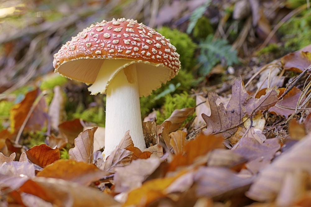 brown and white mushroom in forest during daytime