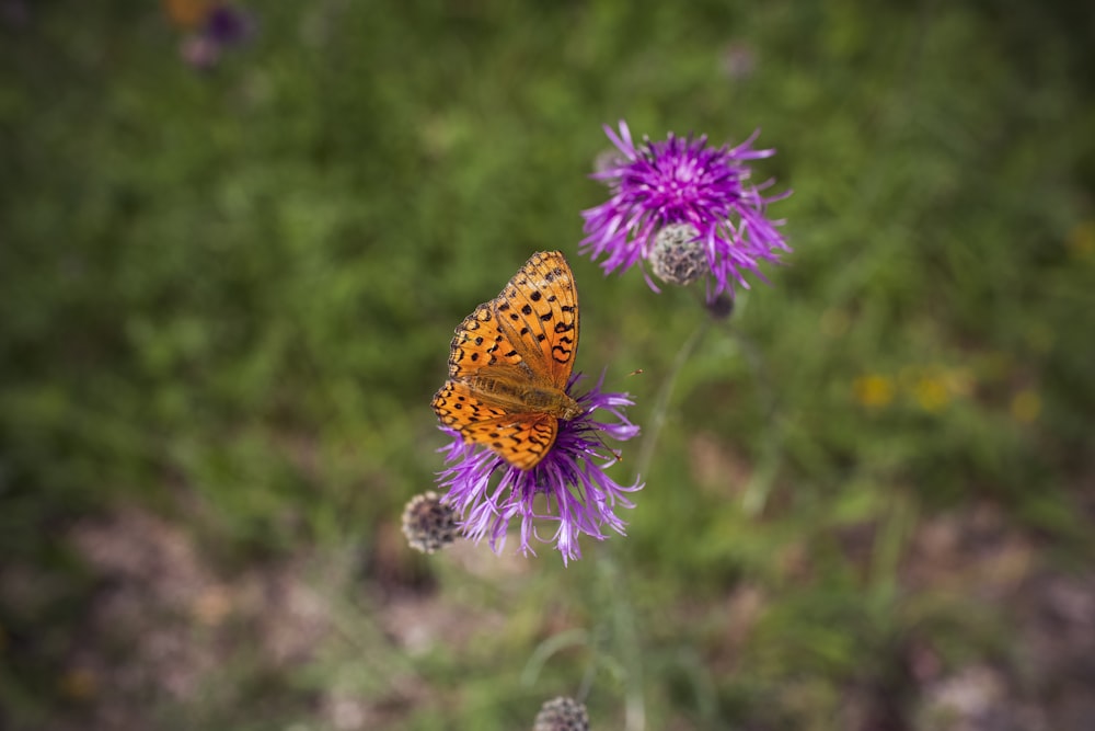 brown and black butterfly on purple flower