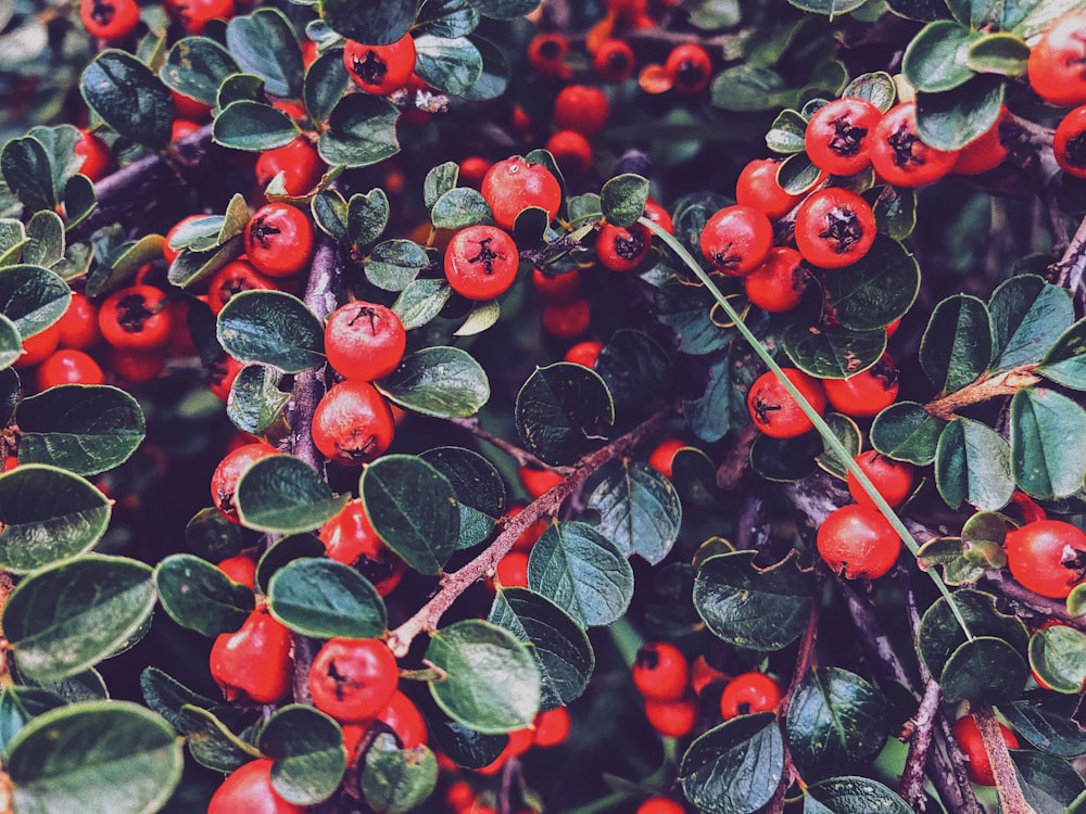 red round fruits with green leaves