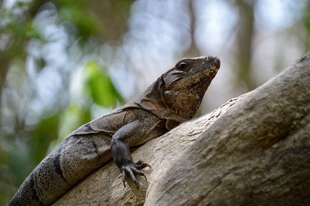 brown and gray lizard on brown wood