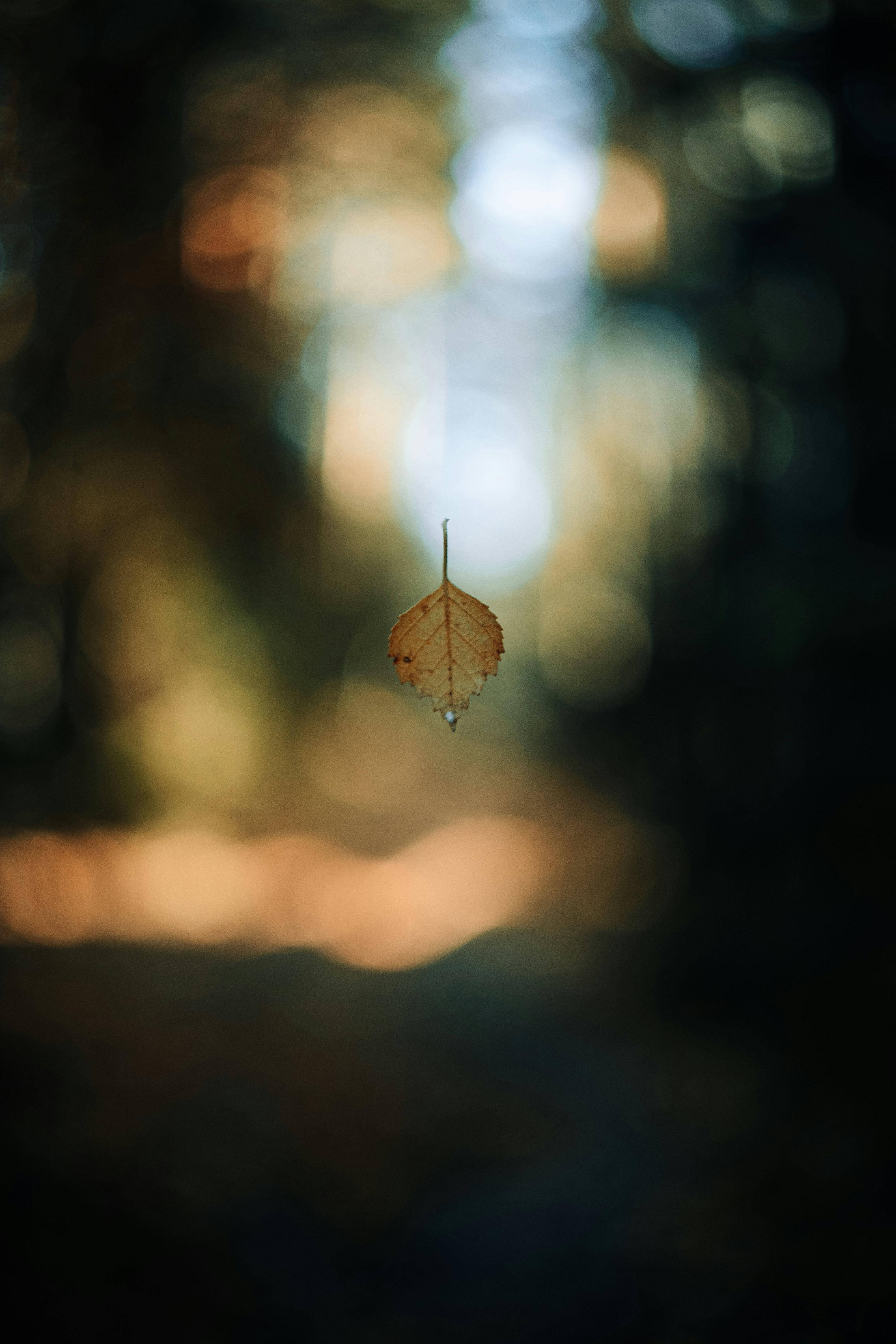 Photo by robert_lens