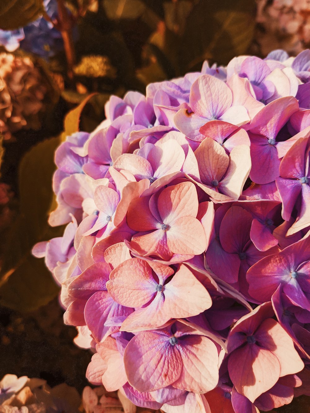 purple and white flower in close up photography