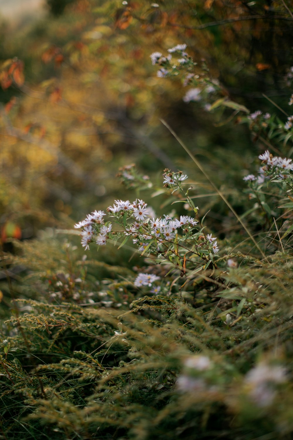 white flowers with green leaves